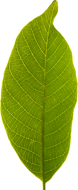 leaf 1359583 640
